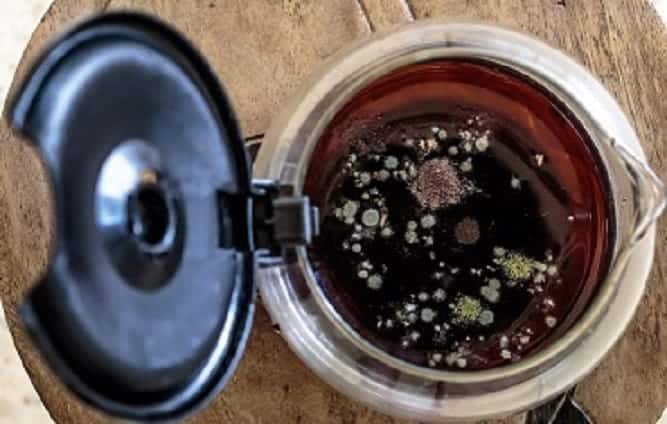 Can Coffee Get Moldy