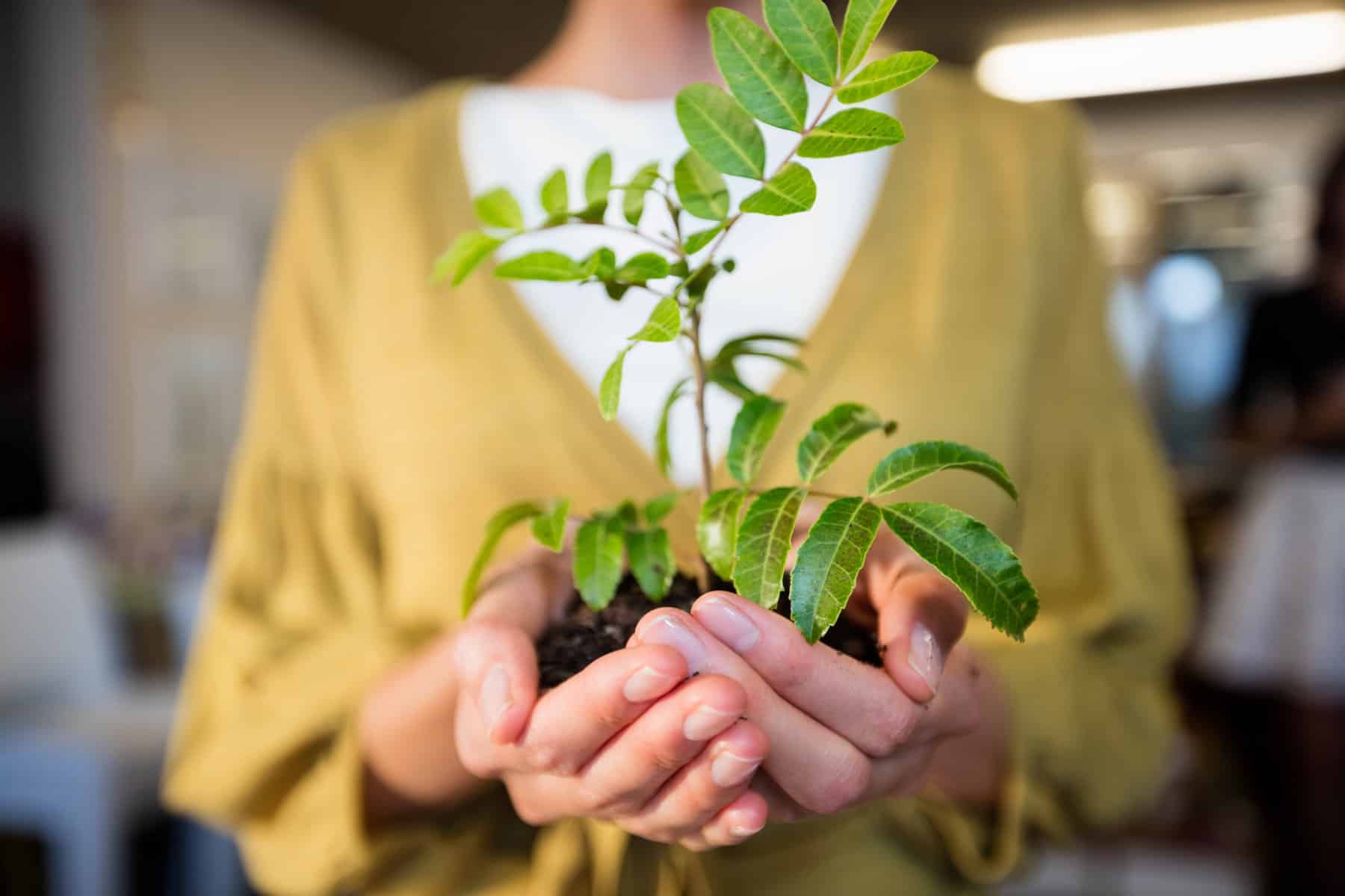 how long do coffee plants take to grow?