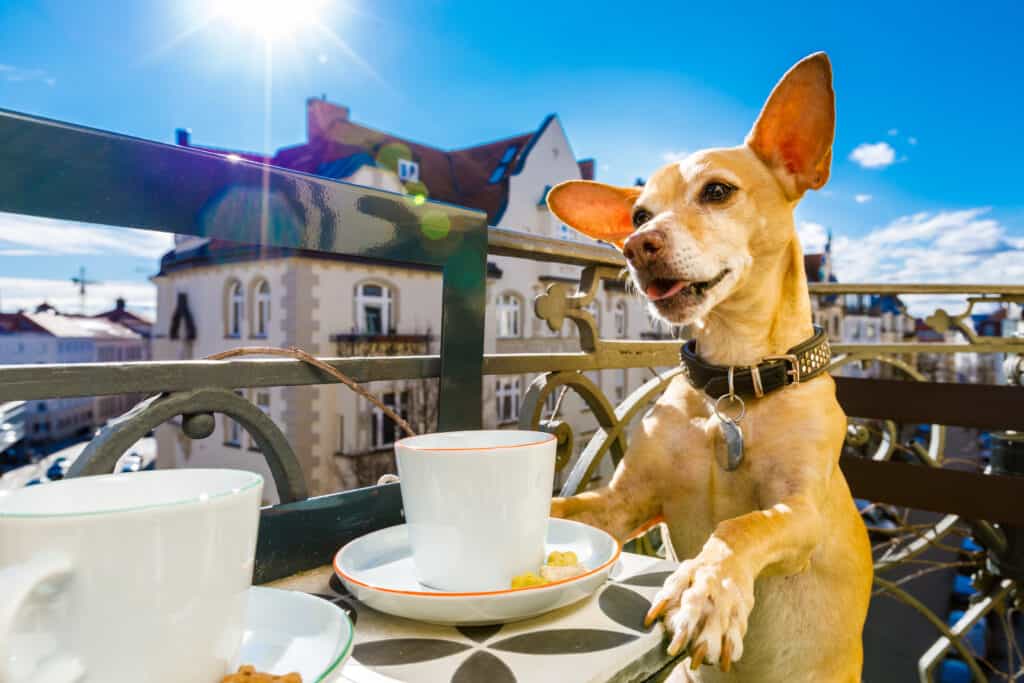 What Happens If Dogs Drink Coffee? | Coffee At Corner