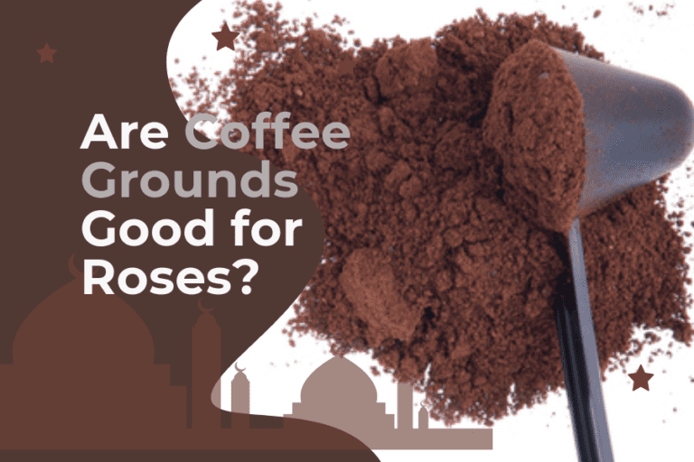 are coffee grounds good for roses?