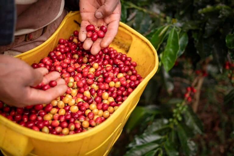 Mastering the Art of Brewing Authentic Colombian Coffee: A Step-by-Step Guide
