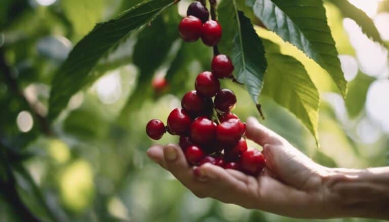 Exploring the Coffee Cherry